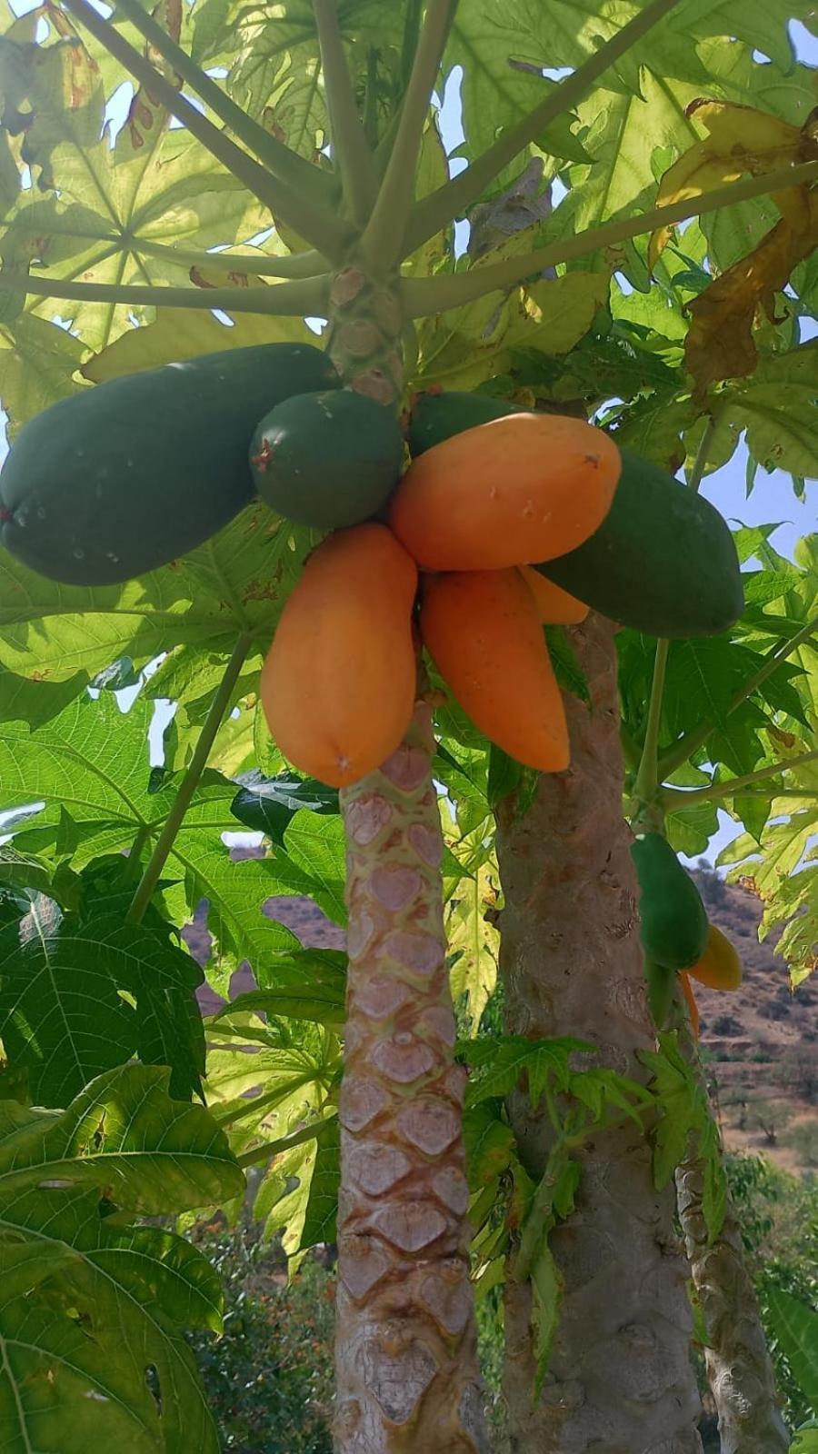 Casita Naranja Villa Alora Bagian luar foto